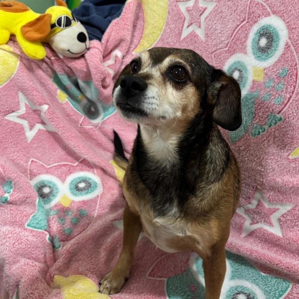 Bebel, cadela de porte pequeno para adoção em Marau - RS — foto 3 de 4