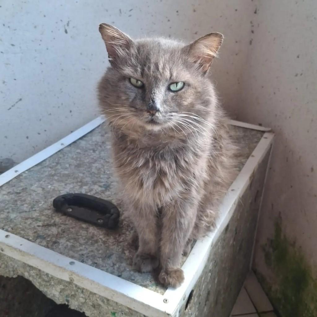 Sara, gata de porte médio para adoção em Alagoinhas - BA
