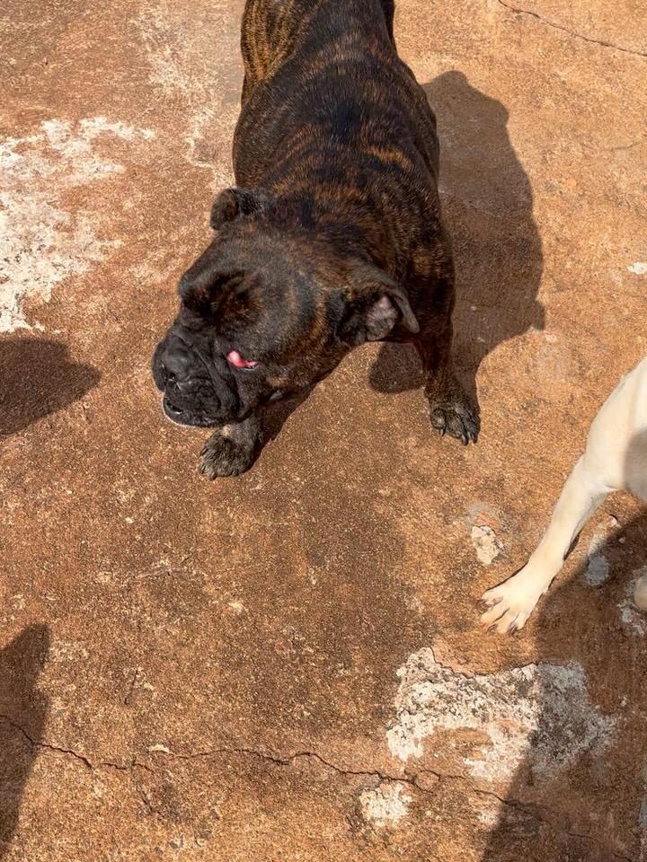 Kiara, cachorro de porte pequeno para adoção em Eldorado - MS