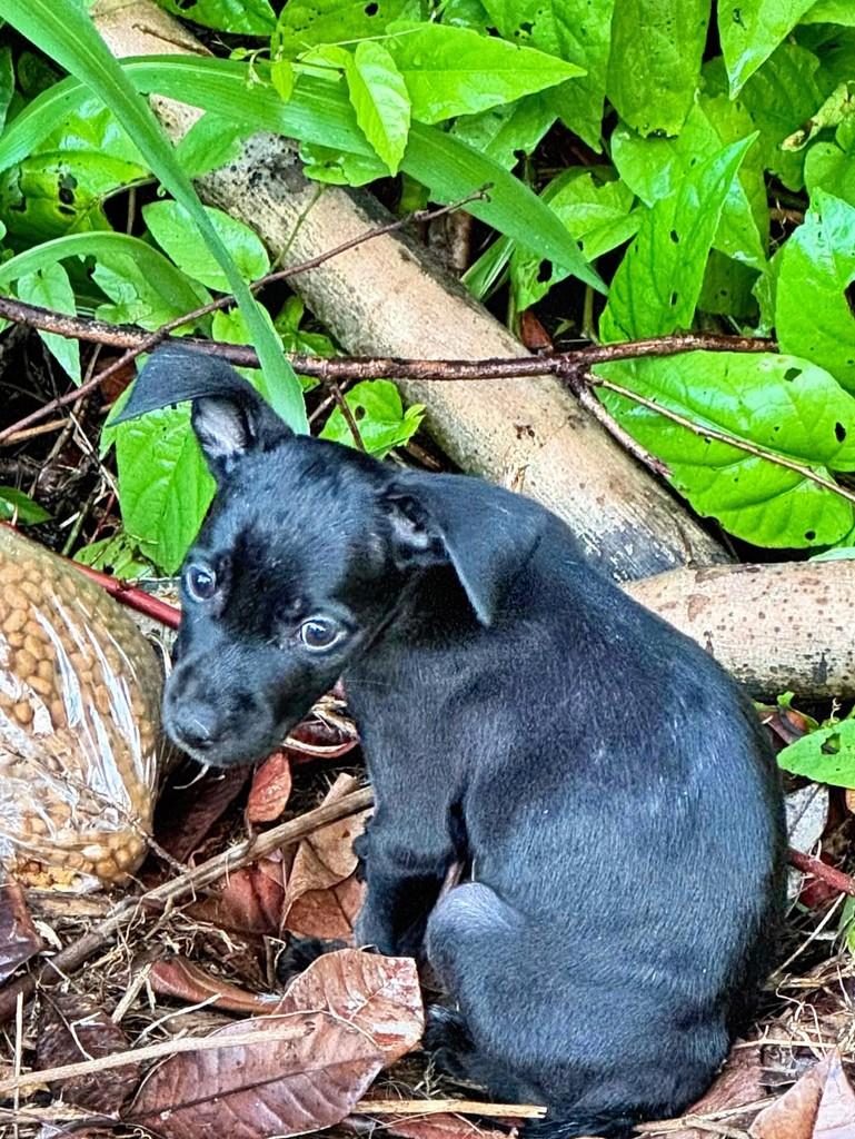 Maria Bonita, cachorro de porte pequeno para adoção em Tibau do Sul - RN