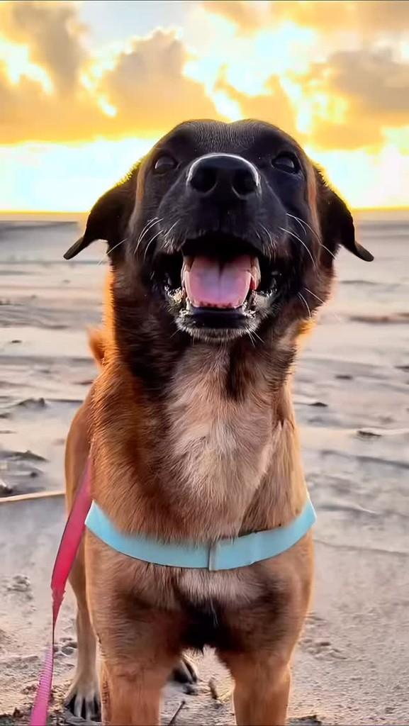 Rabito, cachorro de porte médio para adoção em Tibau do Sul - RN