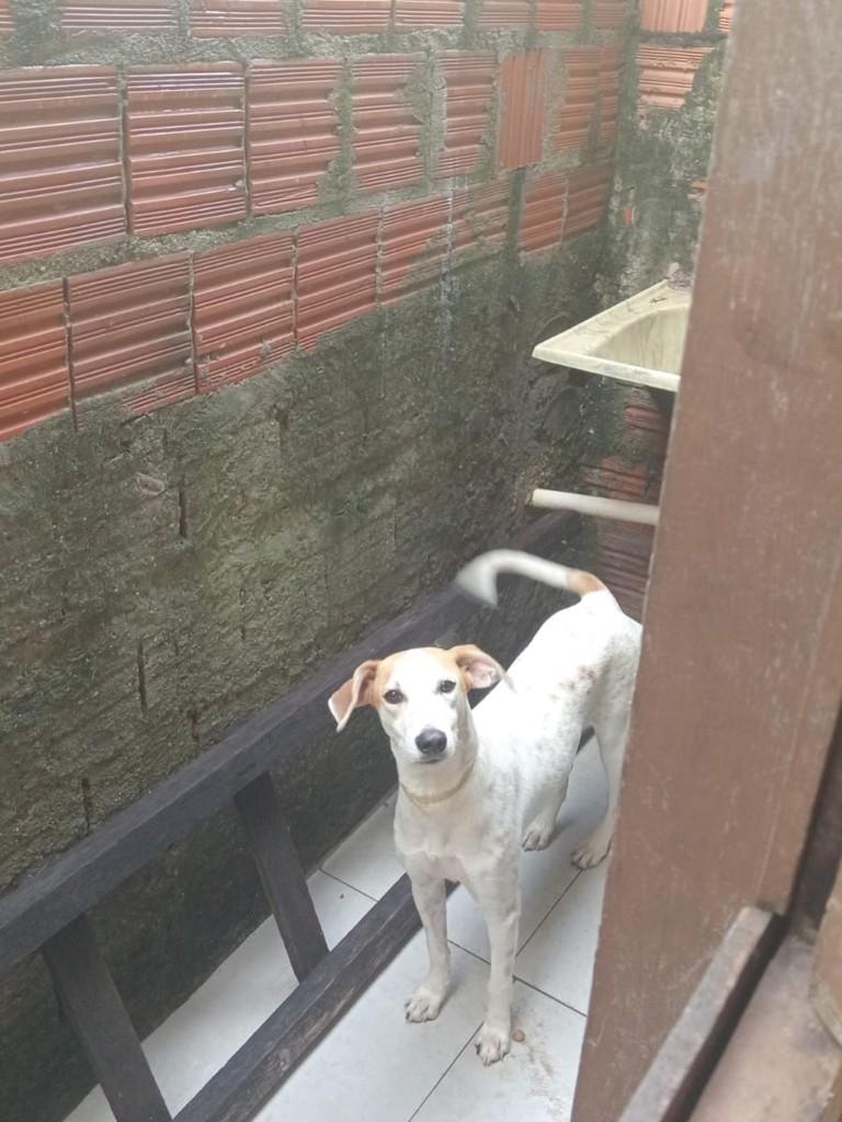 Milagres, cadela de porte médio para adoção em Tibau do Sul - RN