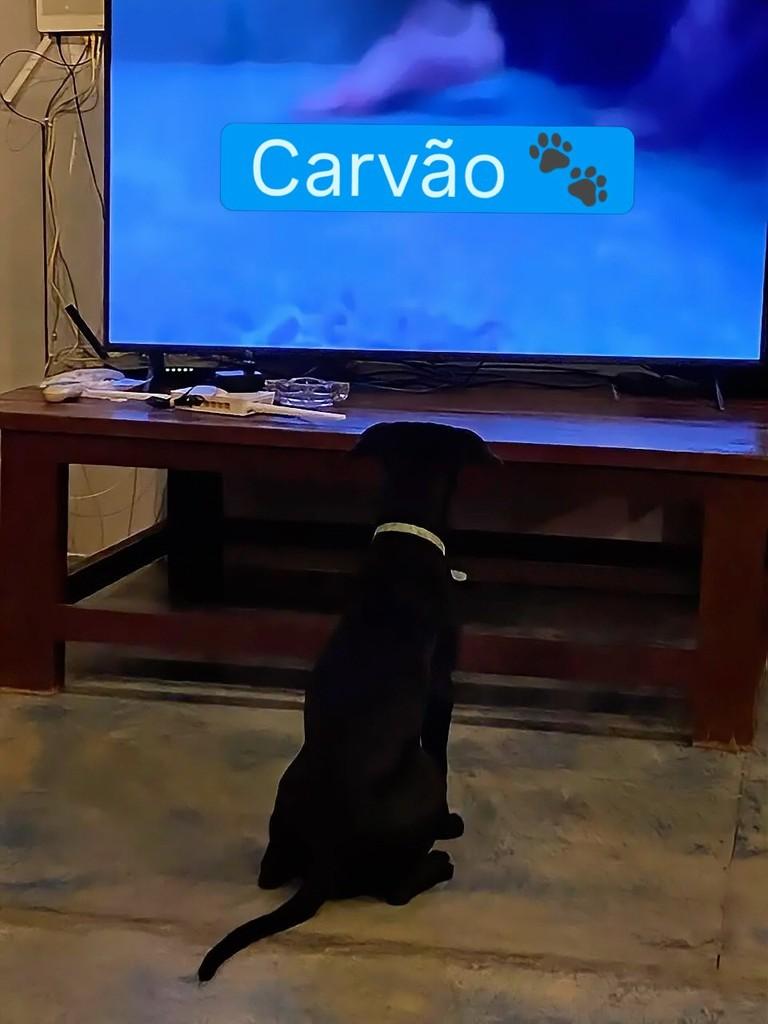 Carvão, cachorro de porte médio para adoção em Tibau do Sul - RN