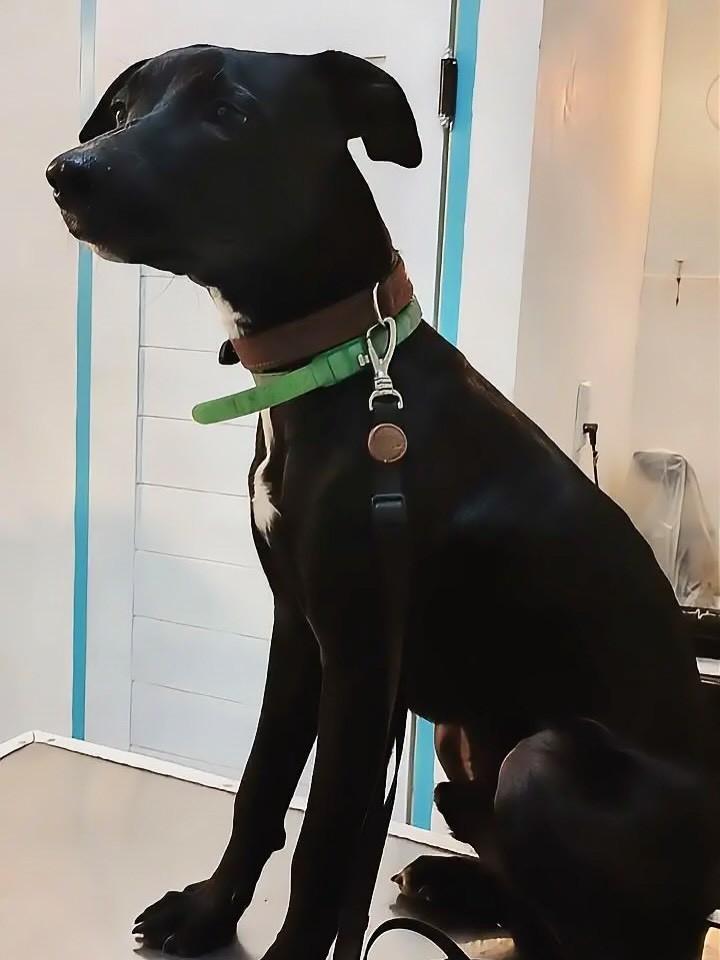 Carvão, cachorro de porte médio para adoção em Tibau do Sul - RN — foto 2 de 3