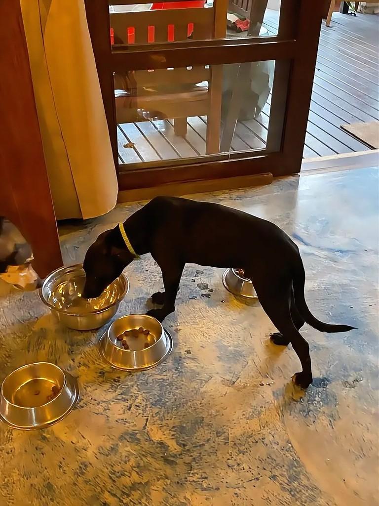 Carvão, cachorro de porte médio para adoção em Tibau do Sul - RN — foto 3 de 3