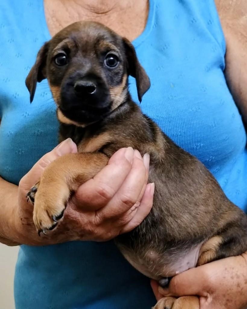 Clodoaldo, cachorro de porte médio para adoção em Campinas - SP