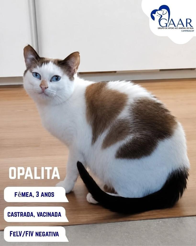 Opalita, gata de porte médio para adoção em Campinas - SP
