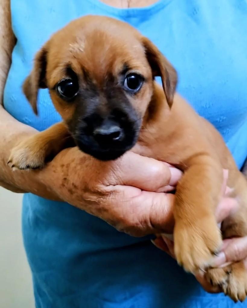 Clodovil, cachorro de porte médio para adoção em Campinas - SP