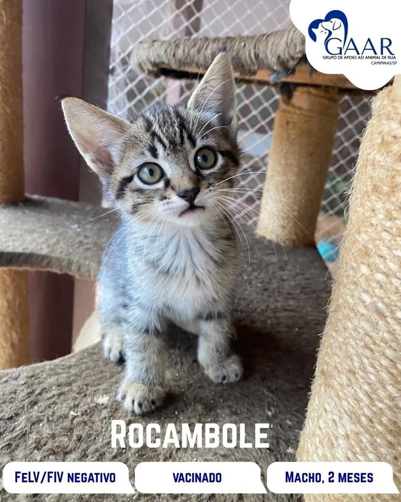Rocambole, gato de porte pequeno para adoção em Campinas - SP