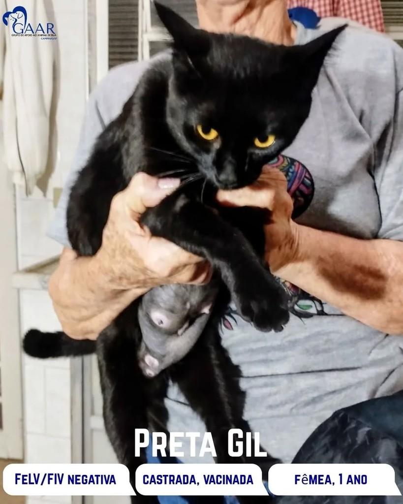 Preta, gato para adoção em Campinas - SP