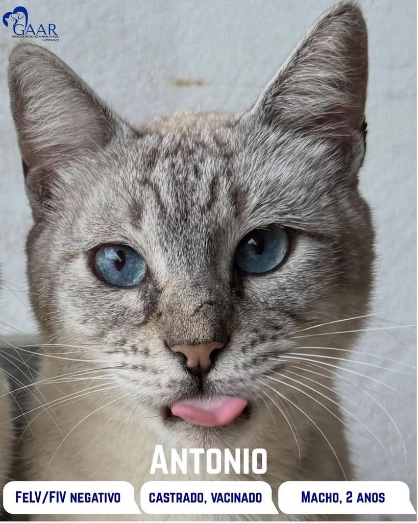 Antonio, gato para adoção em Campinas - SP