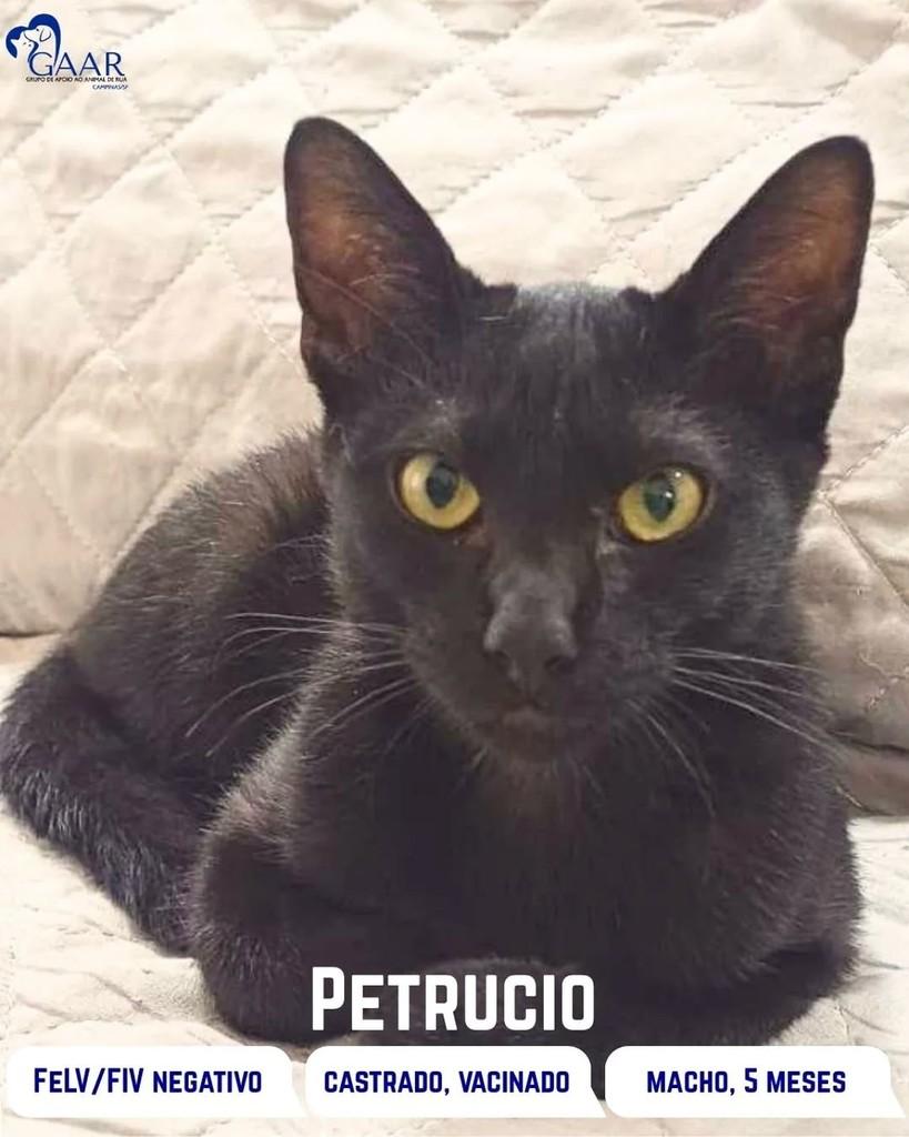 Petruccio, gato para adoção em Campinas - SP