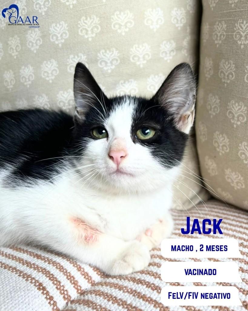 Jack, gato para adoção em Campinas - SP