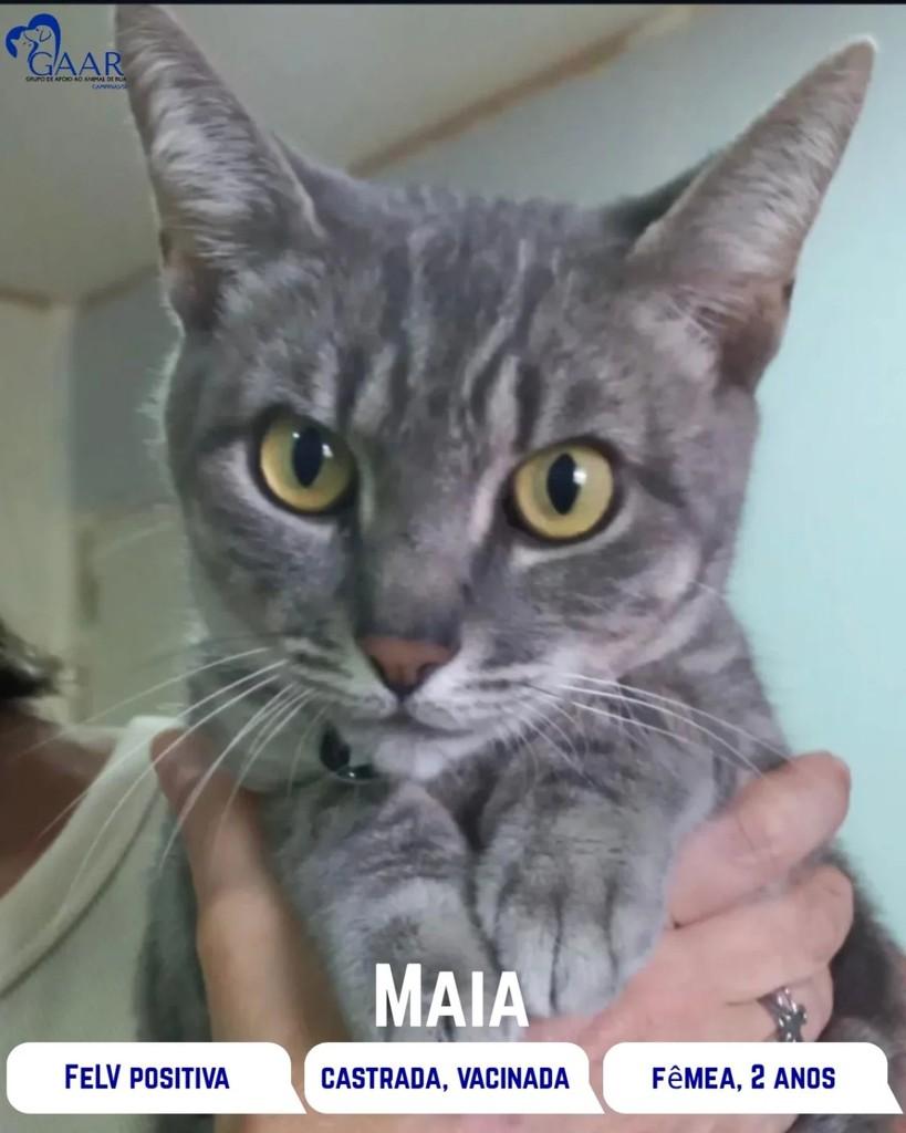 Maia, gata para adoção em Campinas - SP