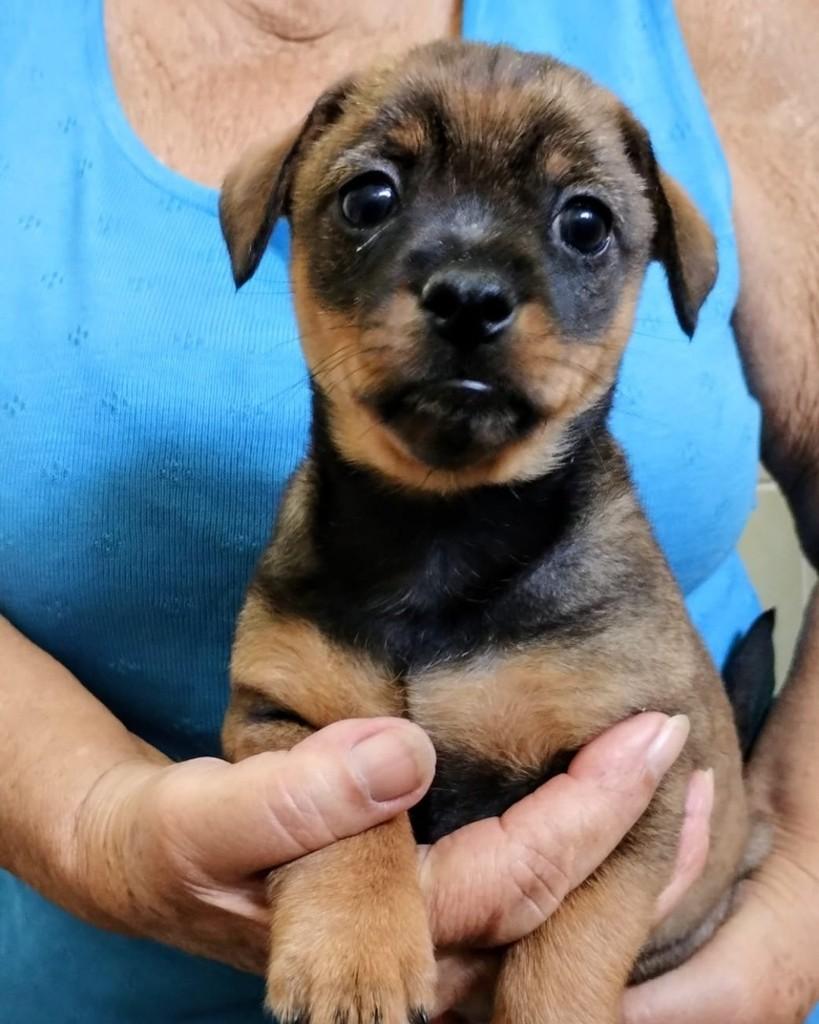 Clovis, cachorro de porte médio para adoção em Campinas - SP
