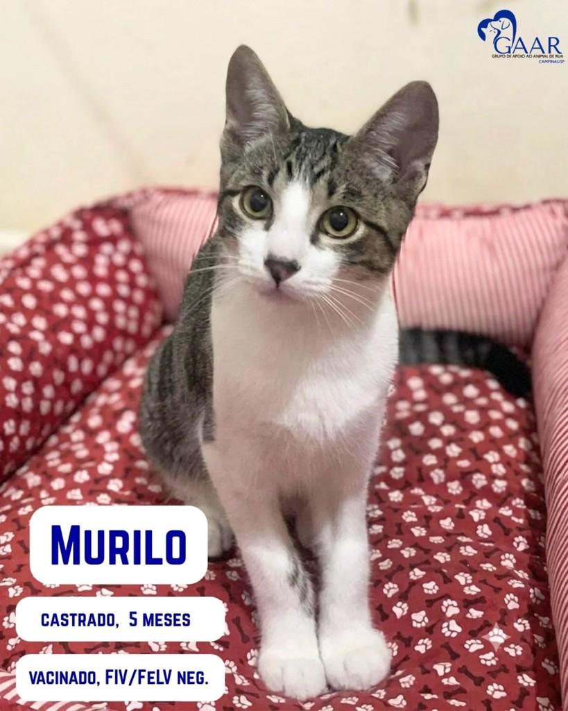 Murilo, gato de porte pequeno para adoção em Campinas - SP