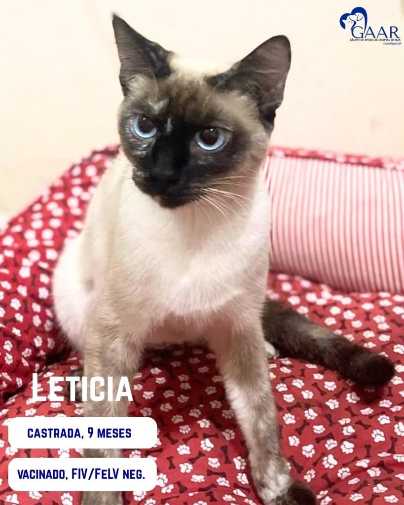 Leticia, gata de porte pequeno para adoção em Campinas - SP