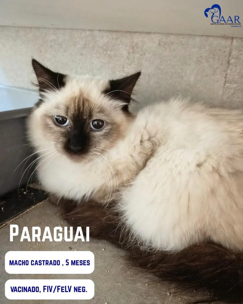 Paraguai, gato de porte médio para adoção em Campinas - SP