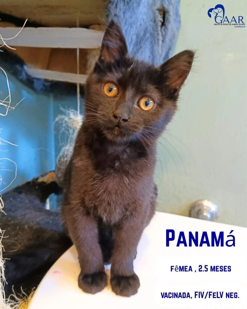 Panamá, gato de porte pequeno para adoção em Campinas - SP