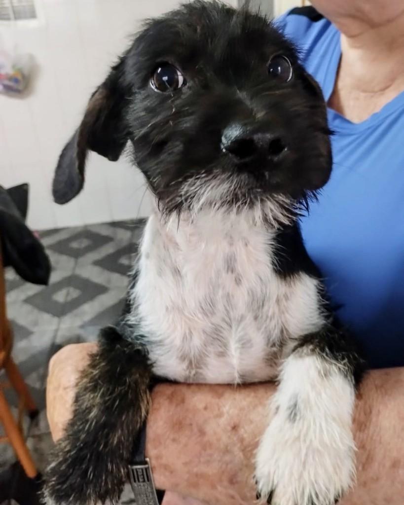 Piloro, cachorro de porte médio para adoção em Campinas - SP