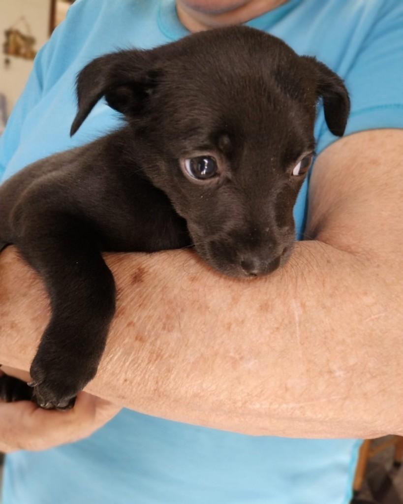 Messina, cachorro de porte pequeno para adoção em Campinas - SP