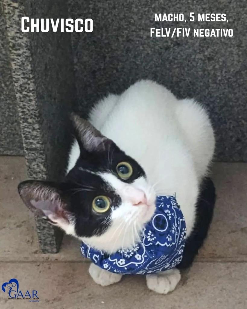 Chuvisco, gato de porte pequeno para adoção em Campinas - SP