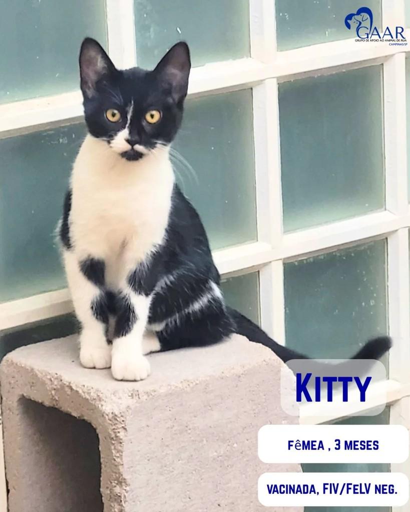 Kitty, gata para adoção em Campinas - SP
