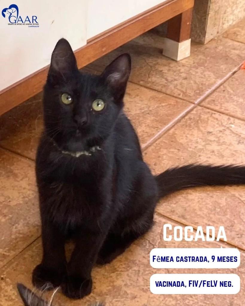 Cocada, gato de porte pequeno para adoção em Campinas - SP