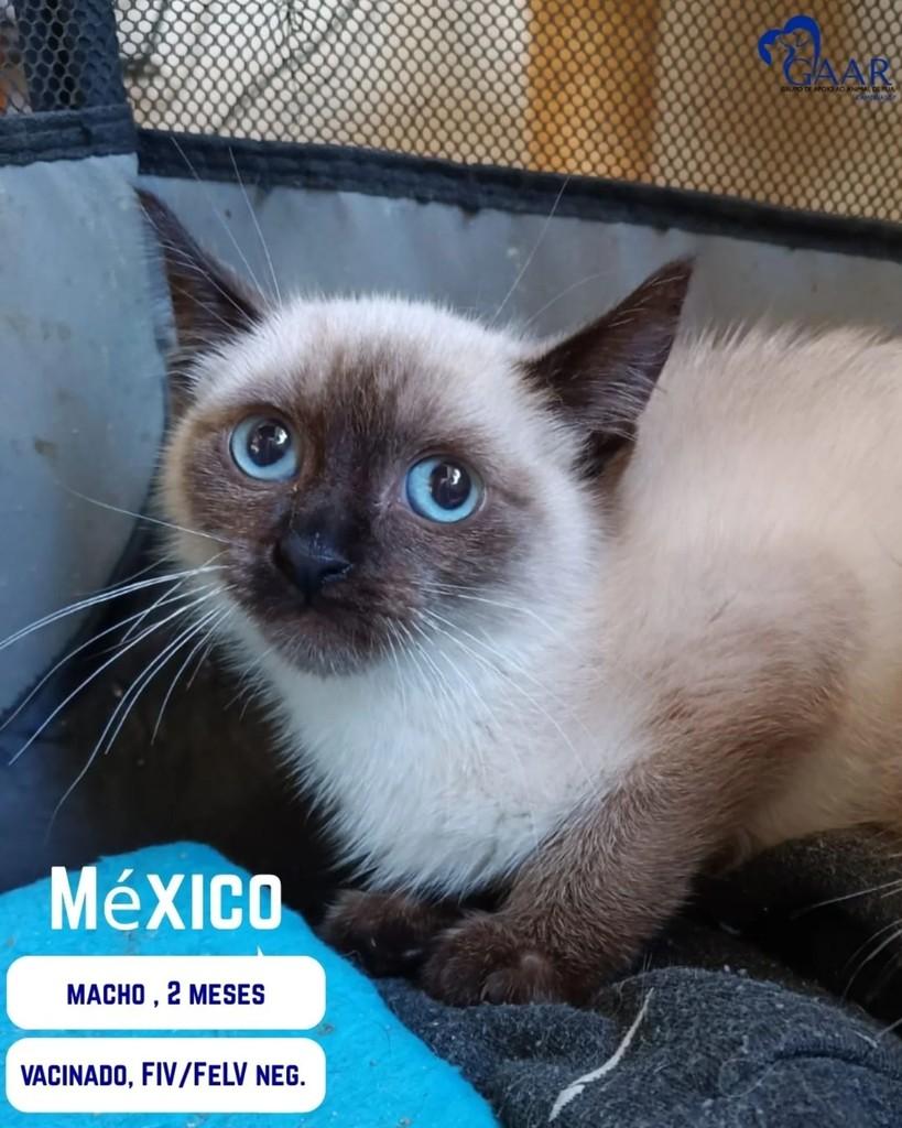 México, gato de porte pequeno para adoção em Campinas - SP