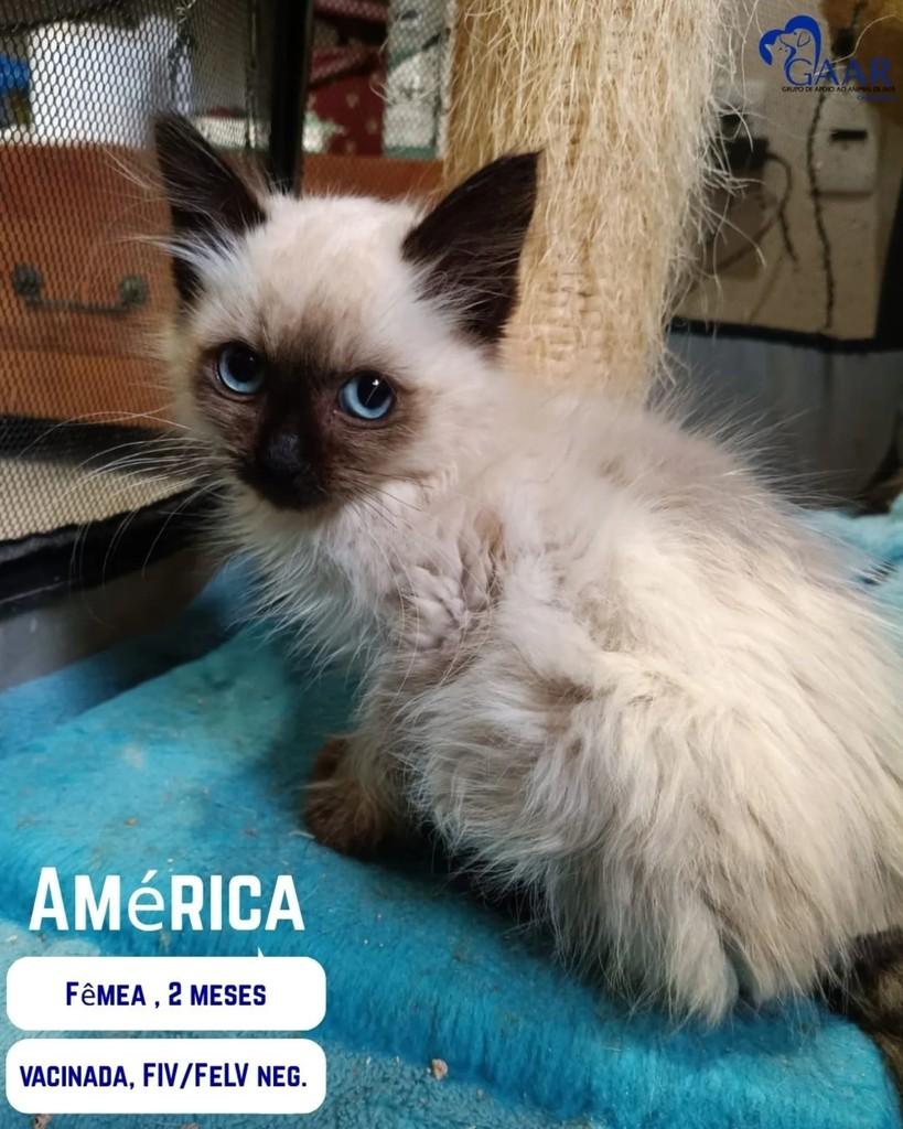 América, gata de porte pequeno para adoção em Campinas - SP