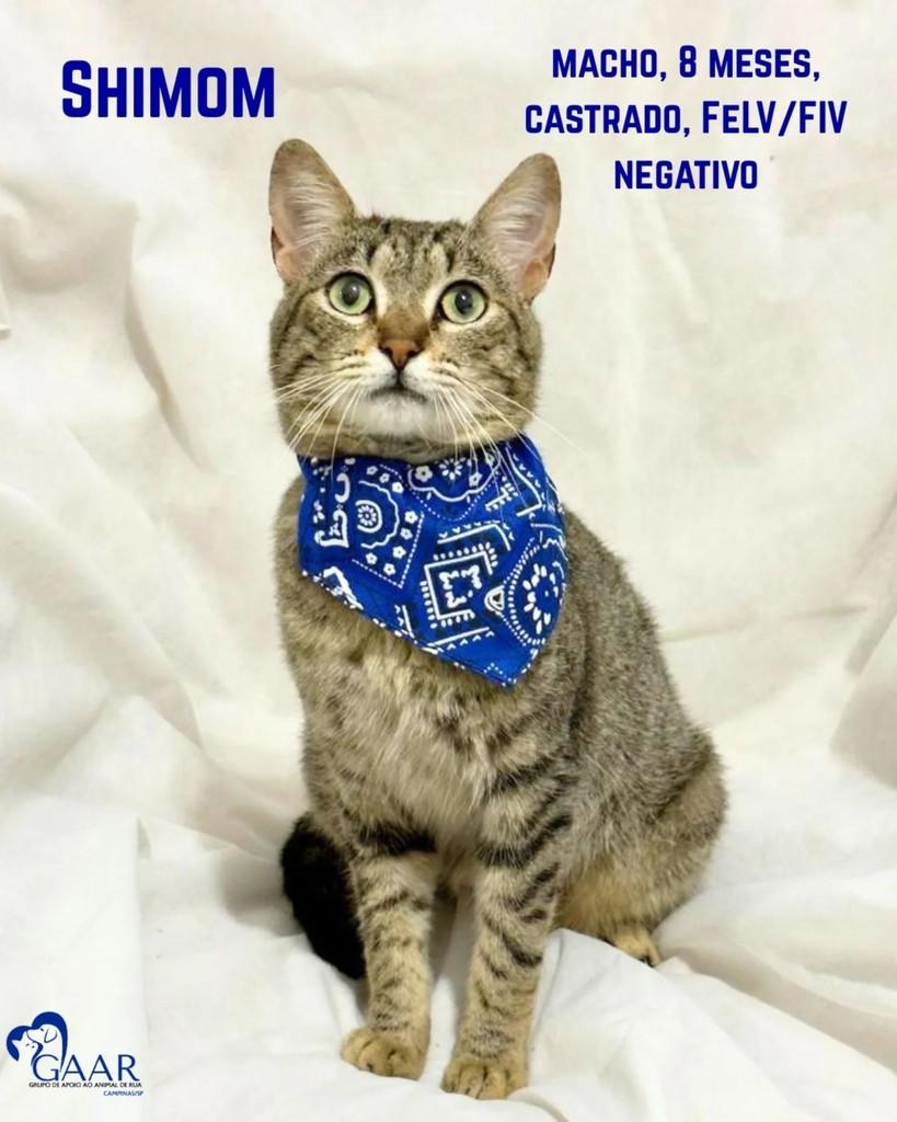 Shimom, gato de porte pequeno para adoção em Campinas - SP