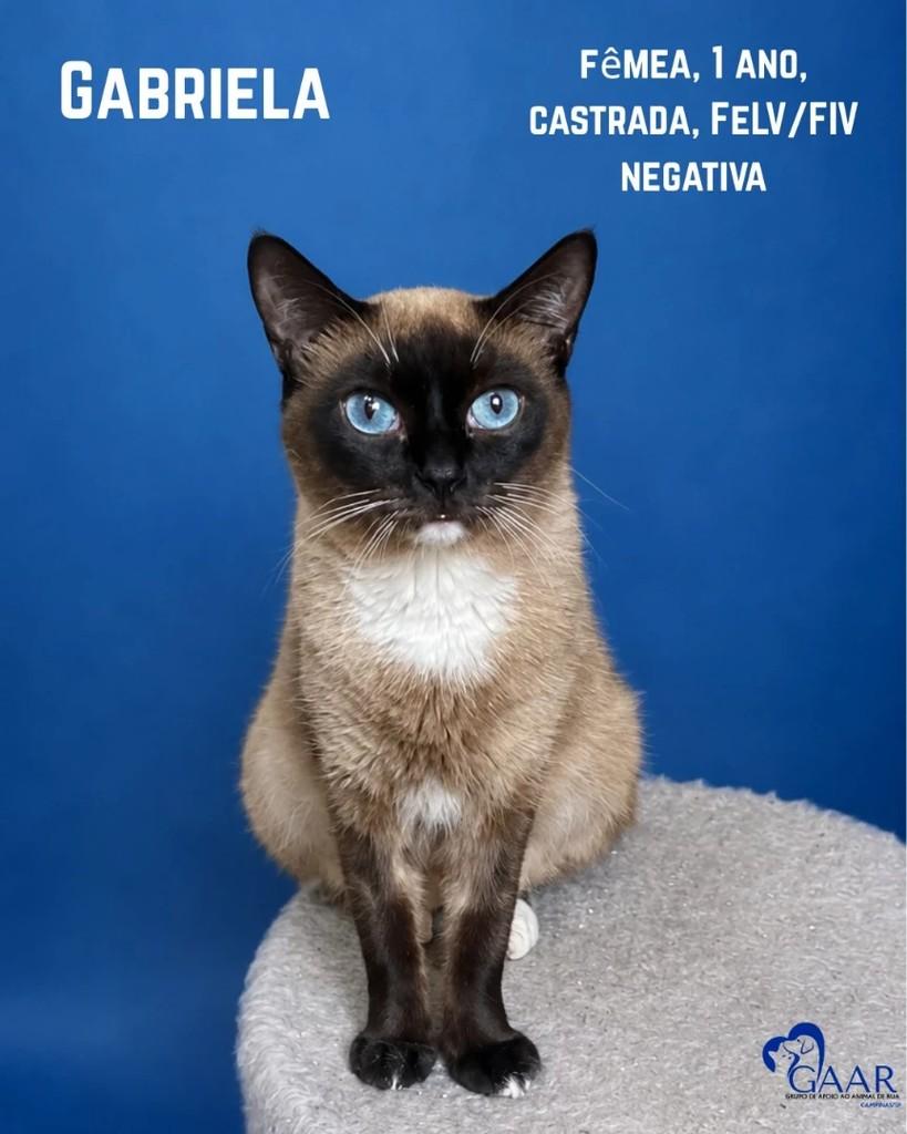 Gabriela, gata para adoção em Paulínia - SP