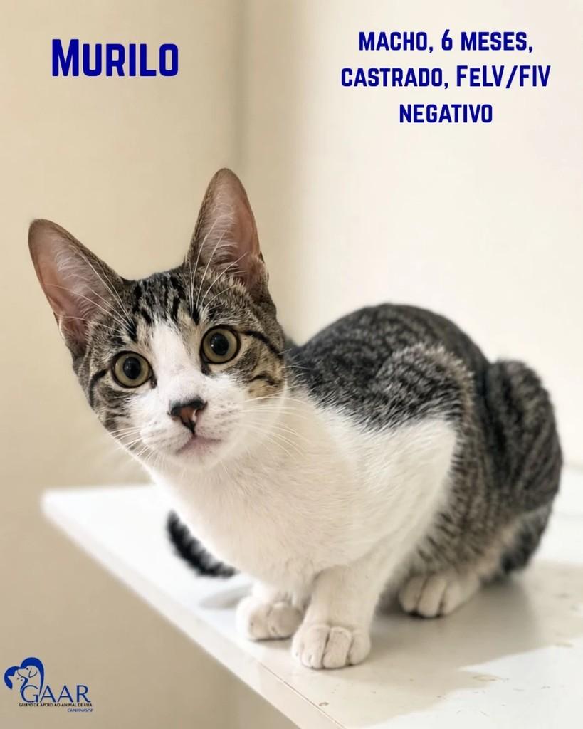 Docinho, gato de porte pequeno para adoção em Campinas - SP