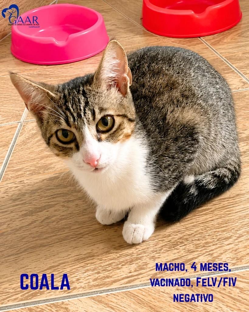 Coala, gato de porte pequeno para adoção em Paulínia - SP