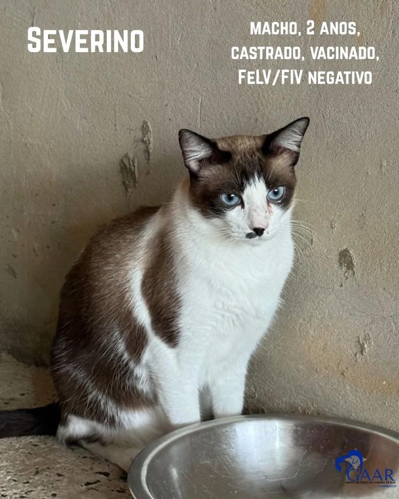 Severino, gato de porte pequeno para adoção em Hortolândia - SP