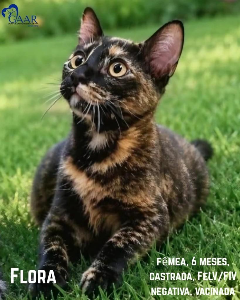 Flora, gata para adoção em Hortolândia - SP
