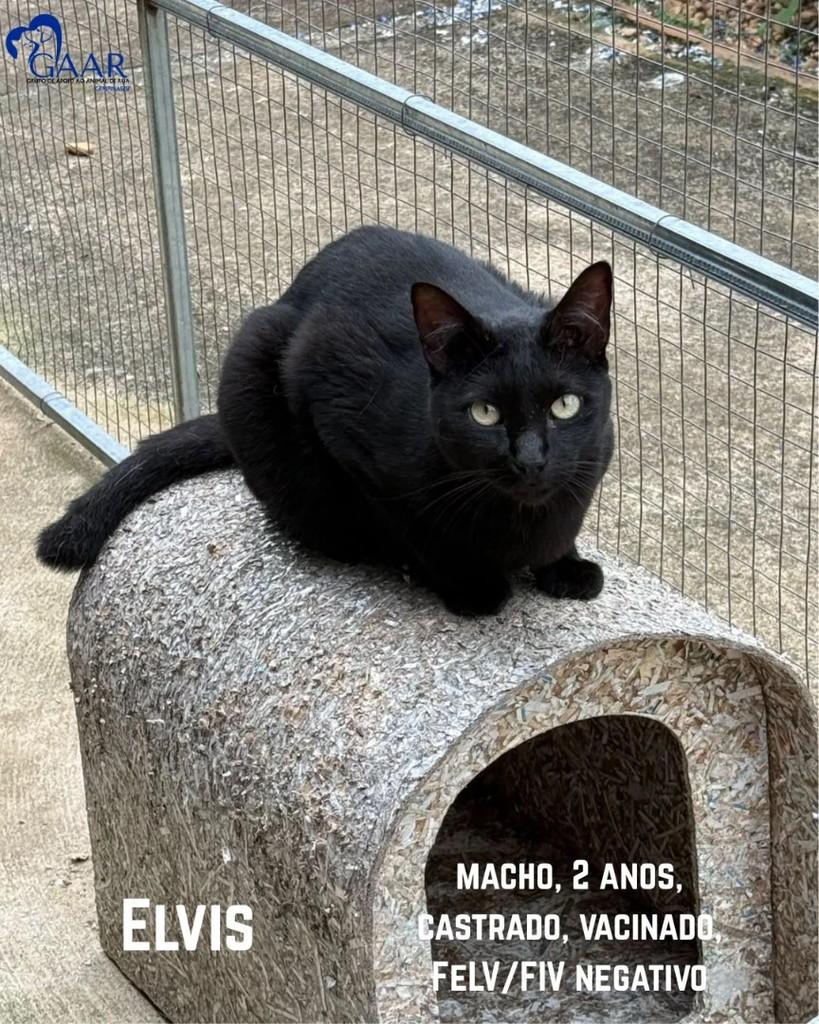 Elvis, gato para adoção em Campinas - SP