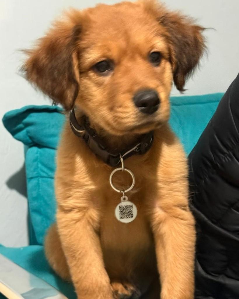 Tadeu, cachorro de porte médio para adoção em Campinas - SP