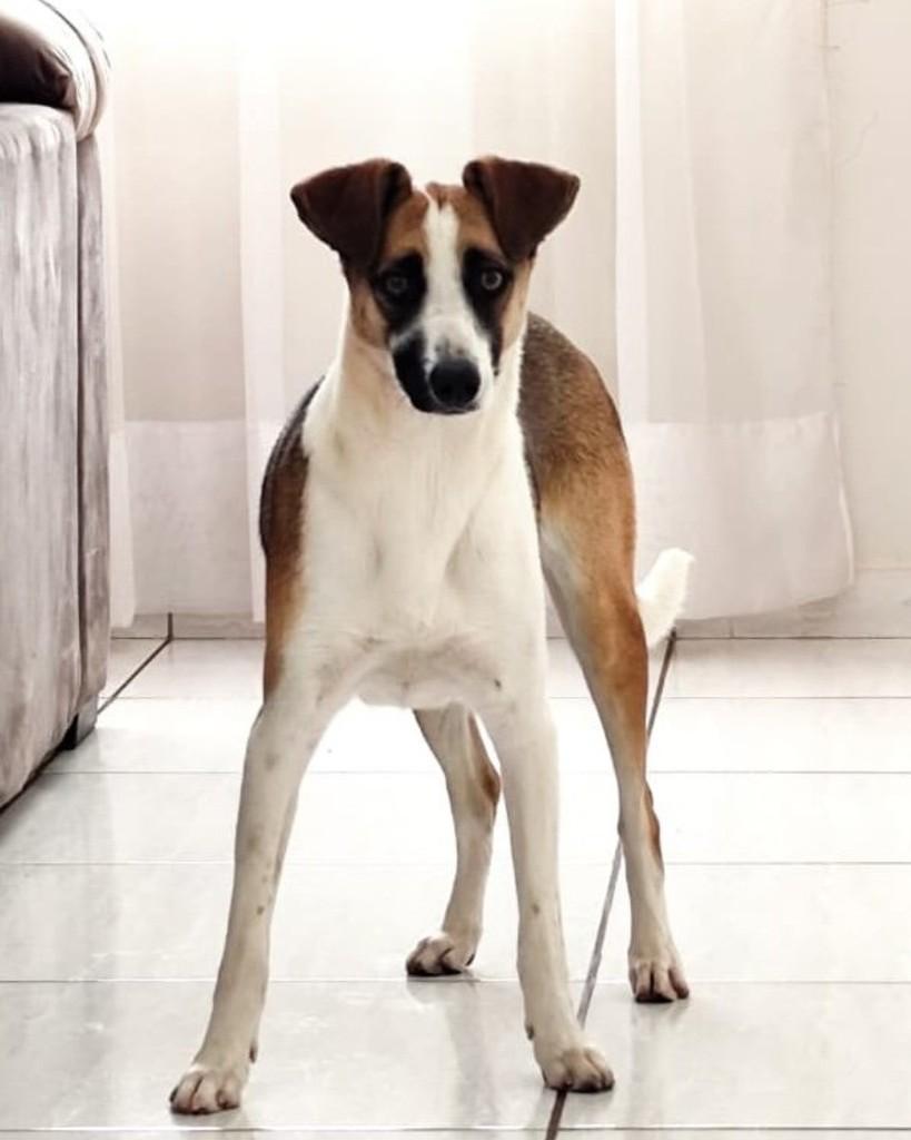 Maia, cadela de porte médio para adoção em Campinas - SP