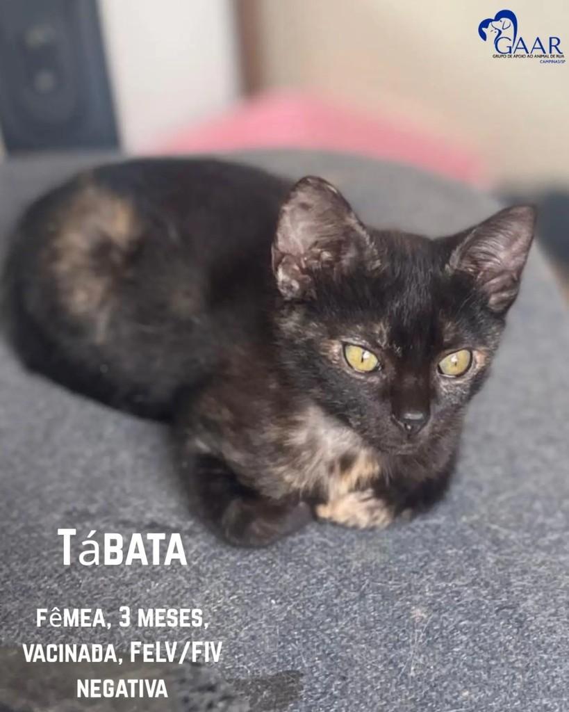 Tábata, gata de porte pequeno para adoção em Campinas - SP