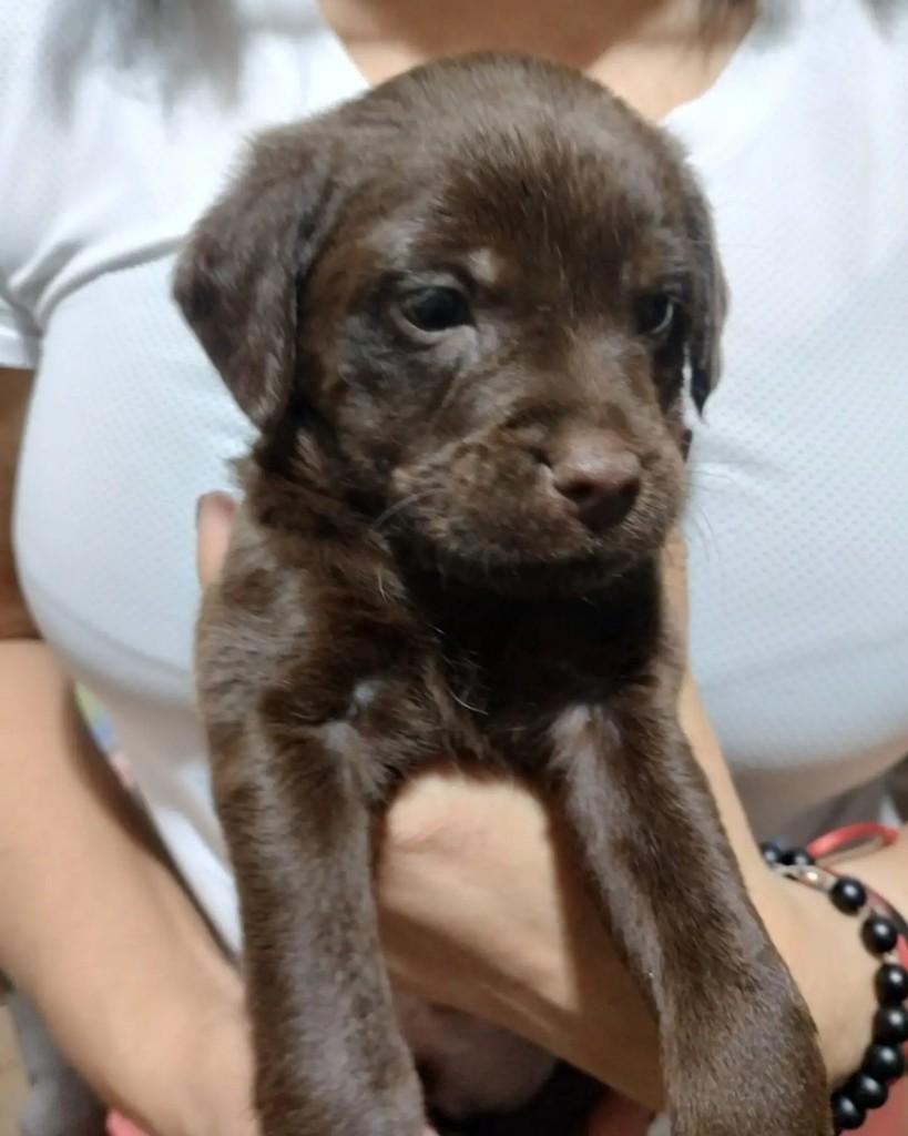 Leoncio, cachorro de porte médio para adoção em Campinas - SP