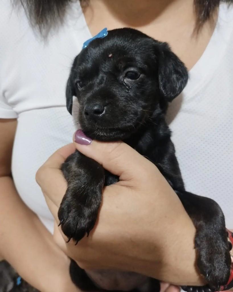 Lorena, cadela de porte médio para adoção em Lorena - SP