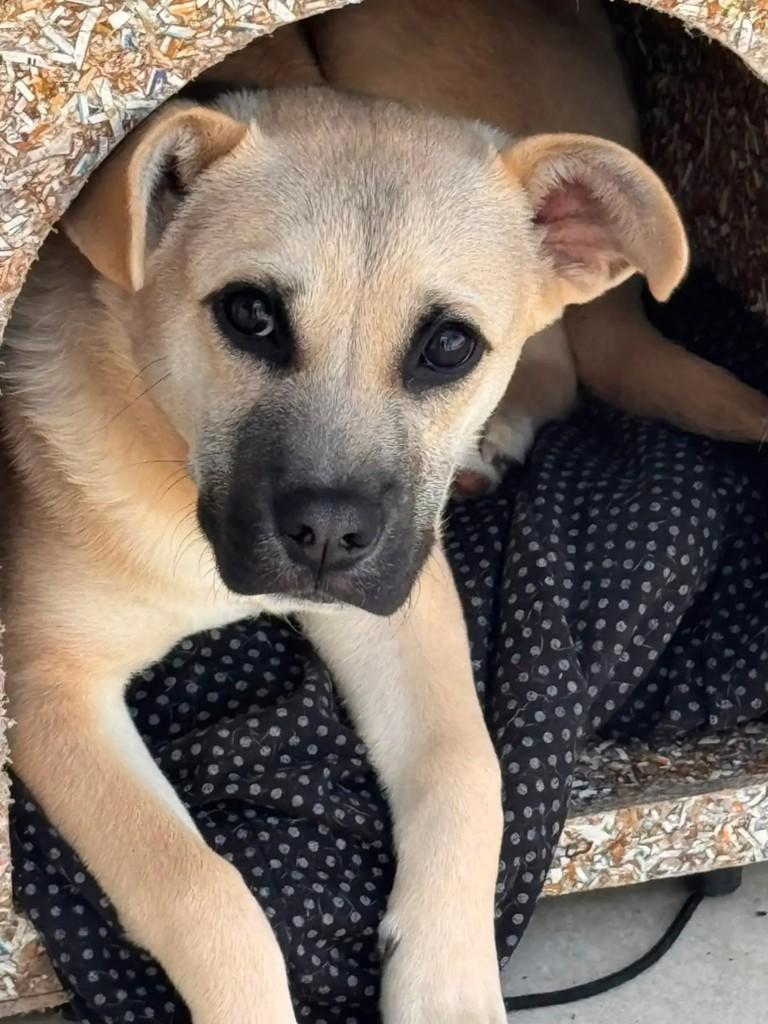 Black Nose, cachorro de porte médio para adoção em Campinas - SP