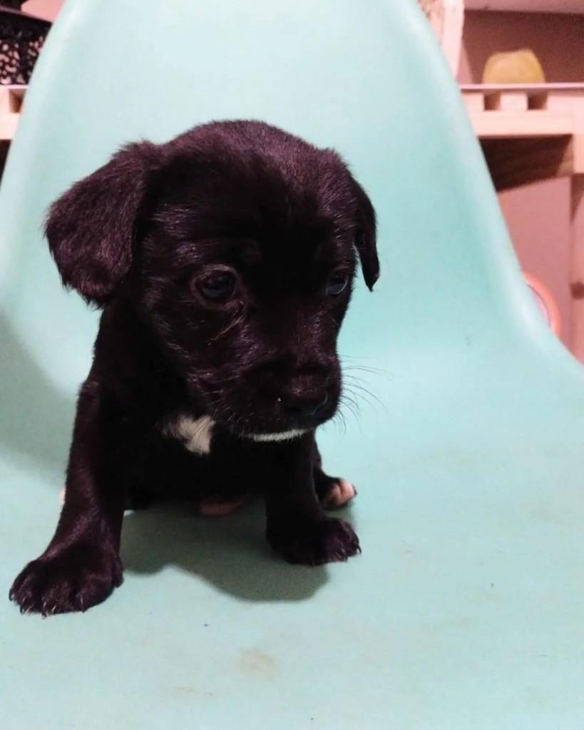 Lorenzo, cachorro de porte médio para adoção em Campinas - SP