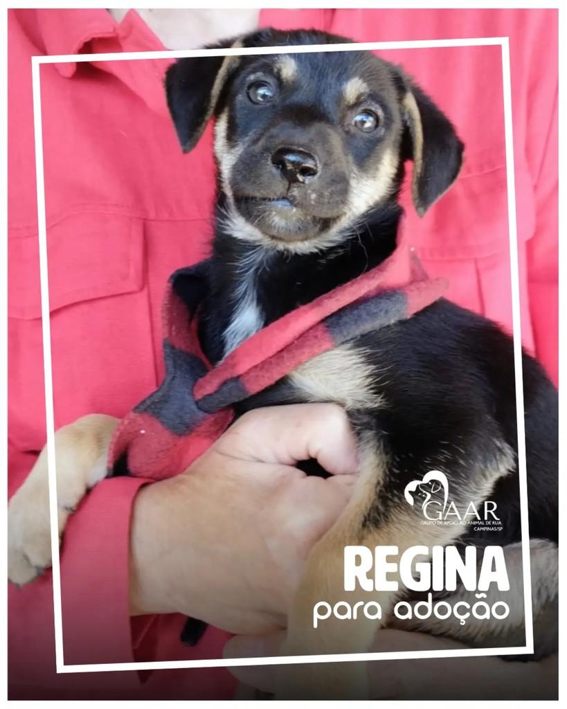 Regina, cadela de porte pequeno para adoção em Campinas - SP