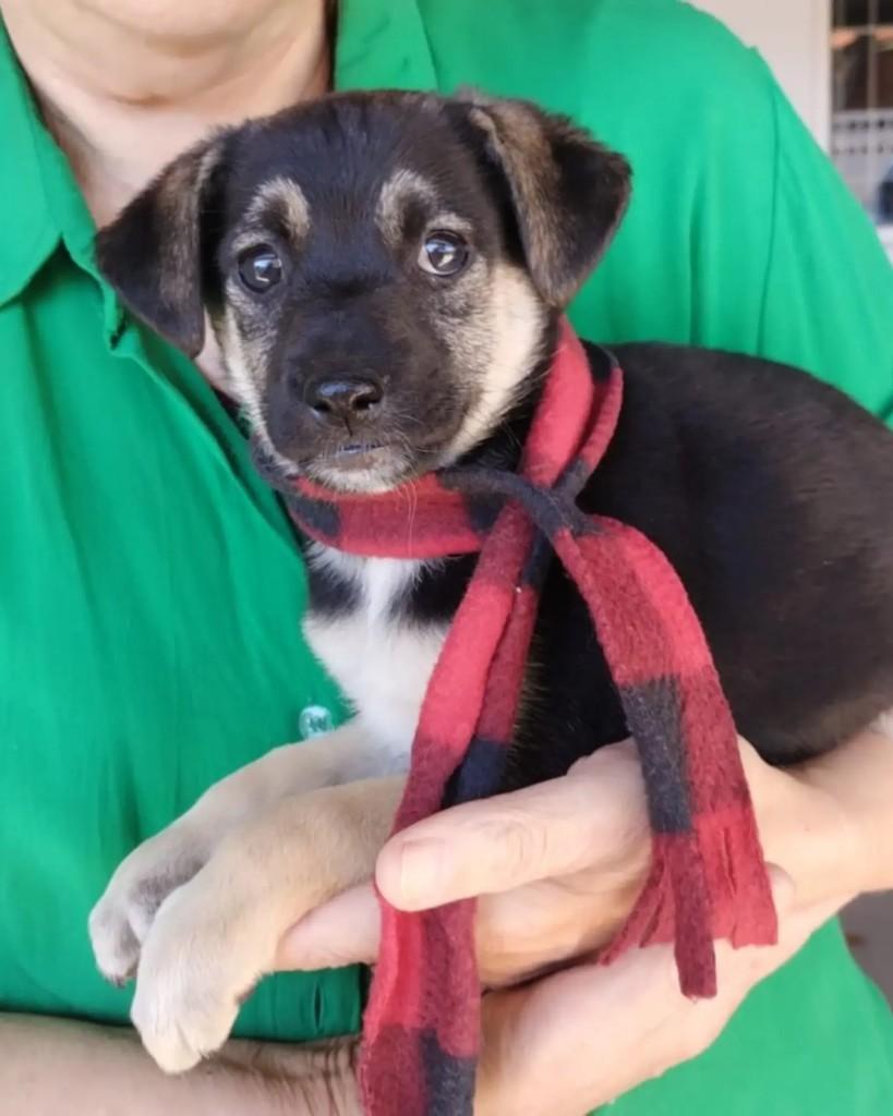 Regis, cachorro de porte pequeno para adoção em Campinas - SP