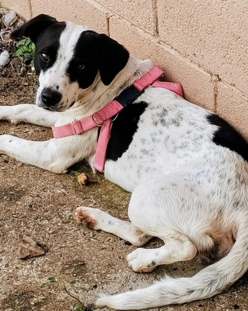 Stella, cadela de porte médio para adoção em Campinas - SP