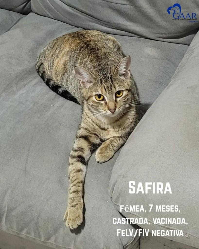 Safira, gata de porte pequeno para adoção em Campinas - SP