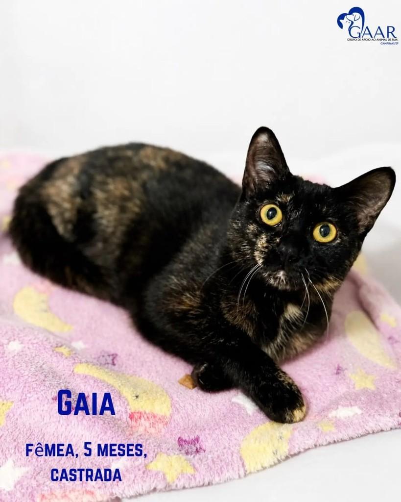 Gaia, gata de porte pequeno para adoção em Campinas - SP