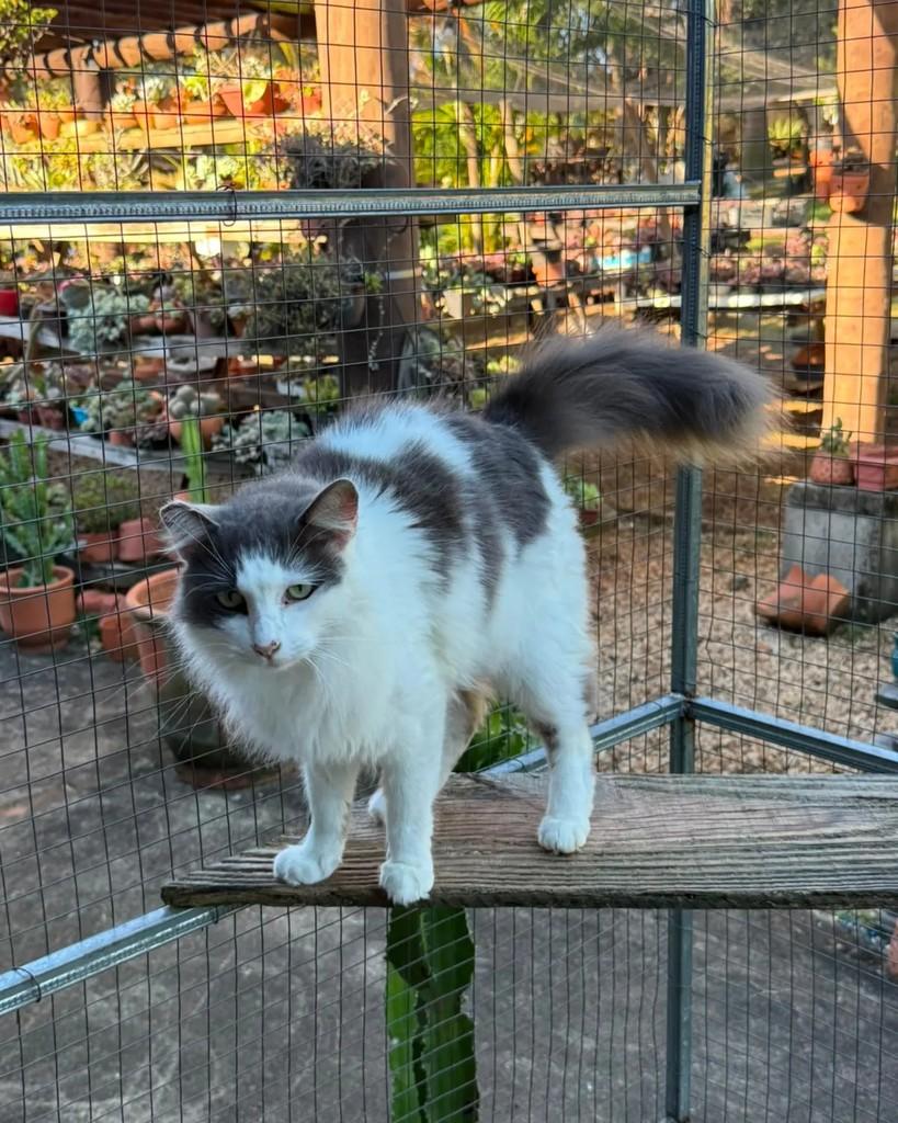 Júlio César, gato de porte médio para adoção em Campinas - SP